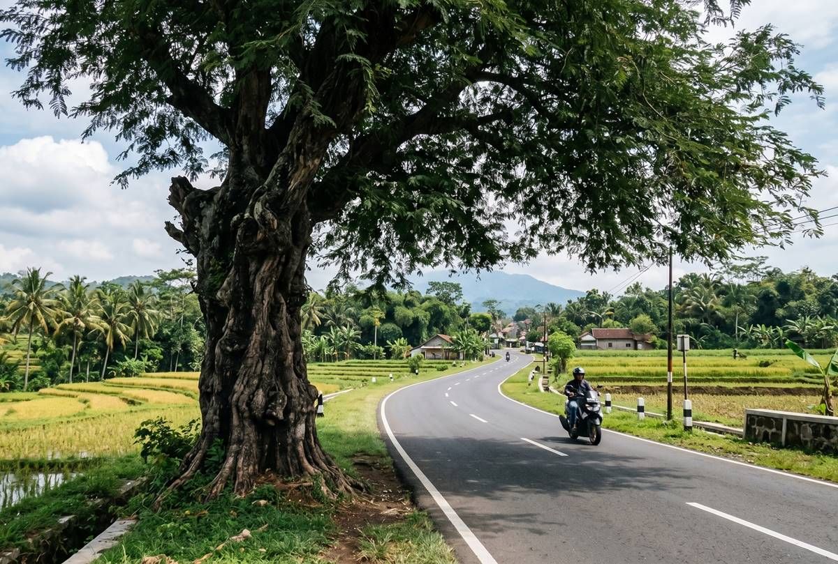 Pohon-Asam-Jawa.jpg