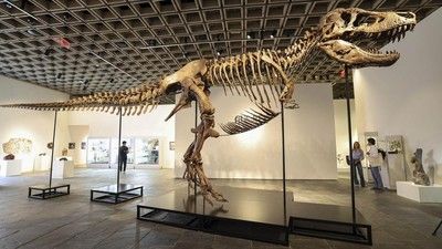 diperebutkan-tujuh-bidder-kerangka-t-rex-gus-laku-rp818-m-1784197768532_169.jpeg