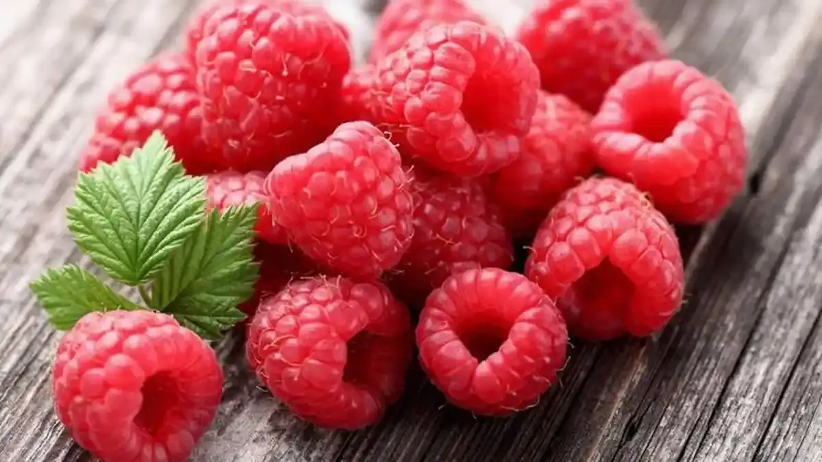 mungil-nan-menggoda-ini-manfaat-konsumsi-buah-rasberry_20180509_222359.jpg