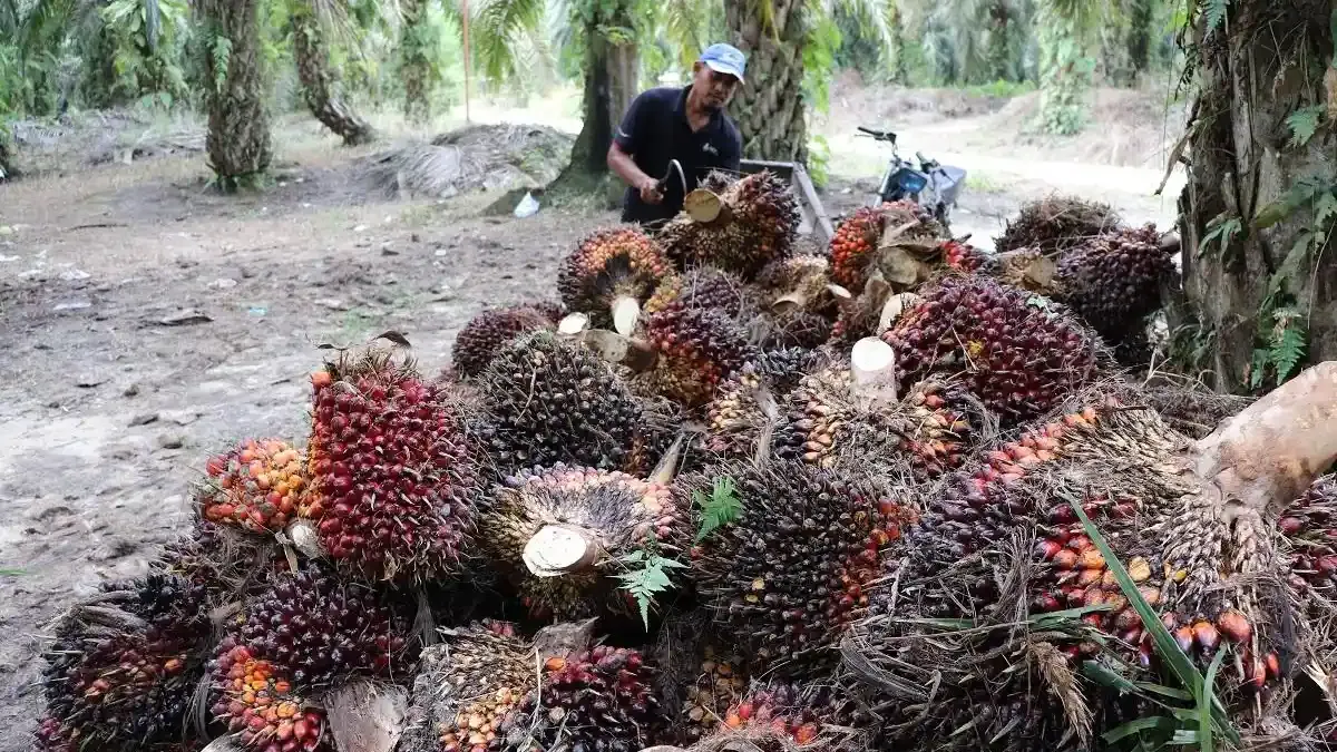 panen-tandan-buah-segar-kelapa-sawit13.webp