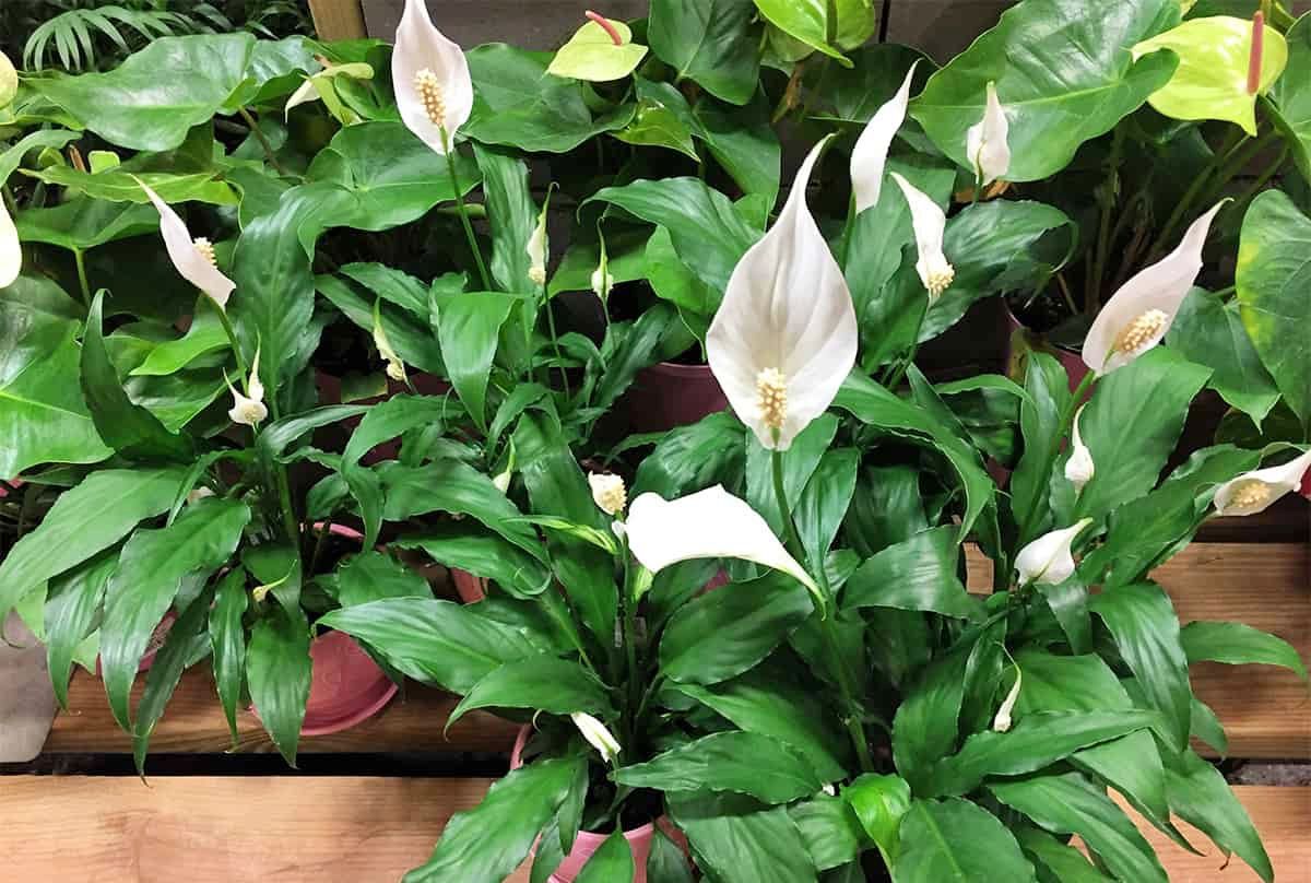 peace-lily.jpg
